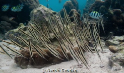 Razor fish dance. 
The beauty of the synchro movement of... by Nando Cebrián 